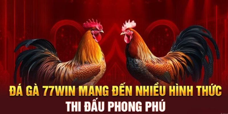 Đá gà 77win - Nơi hội tụ những trận đấu đỉnh cao và hấp dẫn