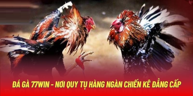 Đá Gà 77win: Thế Giới Giải Trí Đầy Hấp Dẫn Cho Cược Thủ