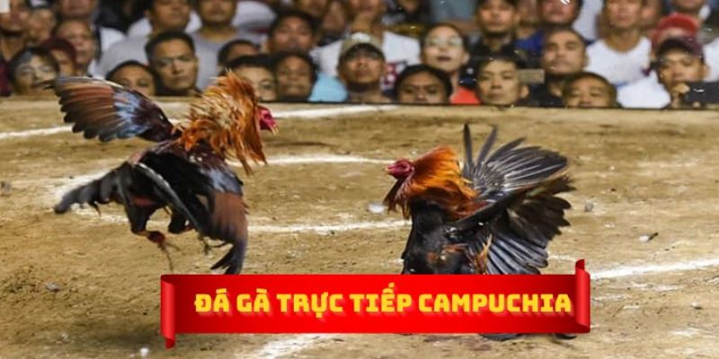 Đá gà Campuchia: Những giống gà chiến mạnh mẽ không thể bỏ qua